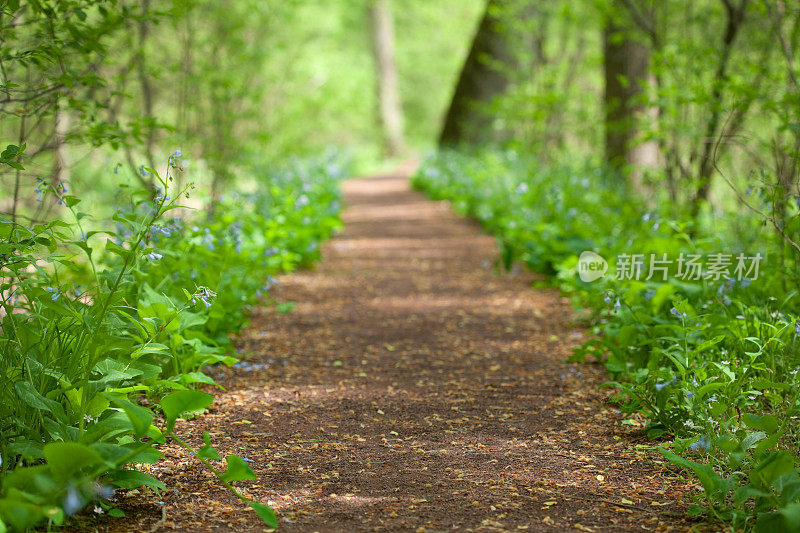 风信子林荫小径(Mertensia Virginica)